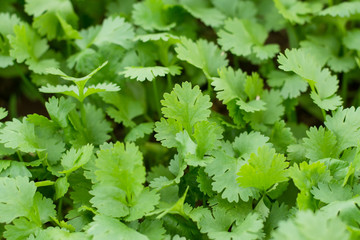 Health benefits of coriander. Coriander is loaded with antioxida