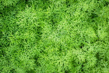 bunch of dill for background use