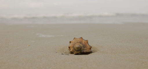 Conch shell on beach with waves. Evening photo