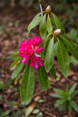 Fototapeta premium Beautiful pink flowers in natural habitat