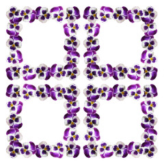 Beautiful floral background of purple pansies 