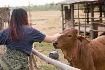 Young woman feeding cows with grass at cowhouse in farm Thai