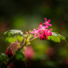 Beautiful pink flowers in natural habitat
