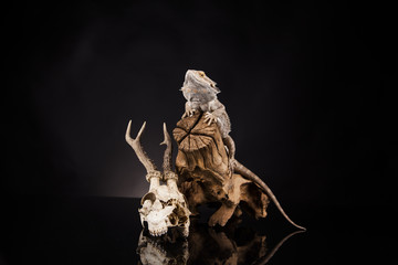 Dragon lizard with antlers