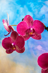 Fototapeta na wymiar Bloomed orchid flowers against a painted background of blues