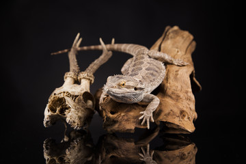 Dragon lizard with antlers