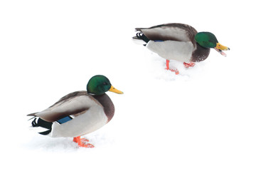 Male mallard duck (Anas platyrhynchos) on white snow