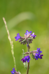 Obraz premium Beautiful purple flowers in natural habitat