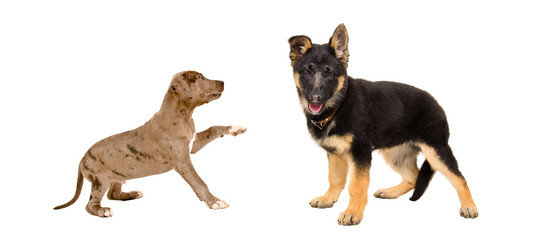 Obraz premium Puppies pit bull and German Shepherd