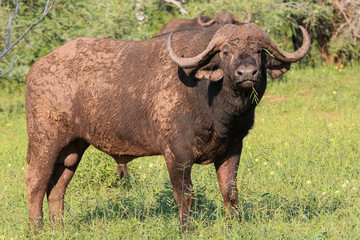 Naklejka na ściany i meble Impressive African buffalo, close shot, in the savanna, Kruger National Park, South Africa