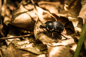 dung beetle