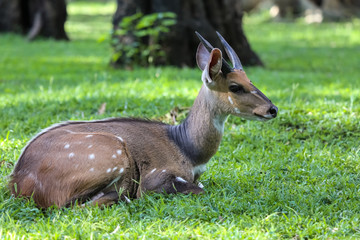 Resting female Bushbuck, Kruger National Park, South Afric
