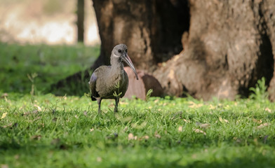 Hagedasch ibis, Kruger National Park, South Africa