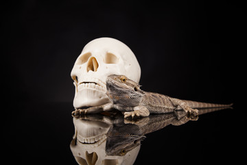 Dragon lizard with human skull