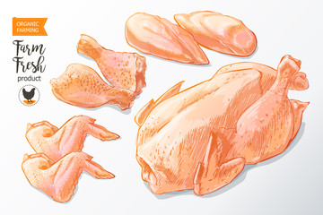 chicken meat vector