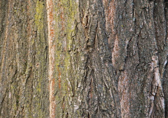 Tree bark texture. Wood background