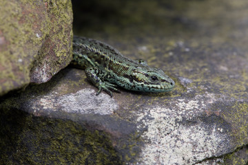 Viviparous Lizard (Zootoca Vivipara)/Common Lizard basking on lichen covered stone wall