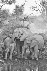 Elephants at the Waterhole, Limpopo-Lipadi, Botswana