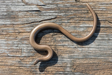 Slow Worm (Anguis Fragilis)/Close up of Slow Worm