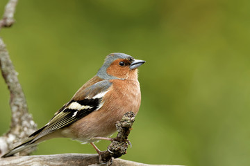 Buchfink im Baum