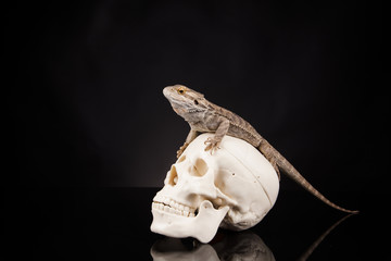 Dragon lizard with human skull