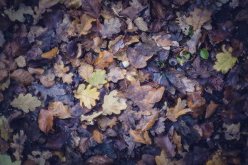 colourful swirley bokeh leaves