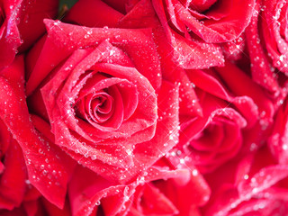 Closeup red rose with water dew drops 10