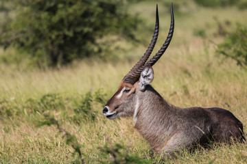 Naklejka na ściany i meble Impressive Waterbuck resting in the grass, Kruger National Park, South Africa