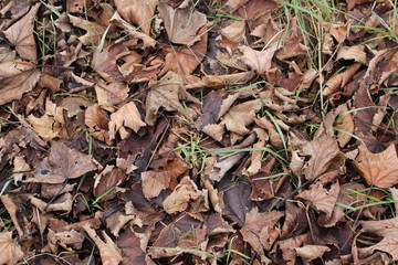 Lit de feuille morte