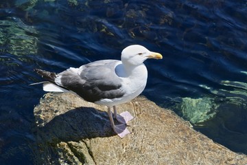 Fototapeta premium Seagull