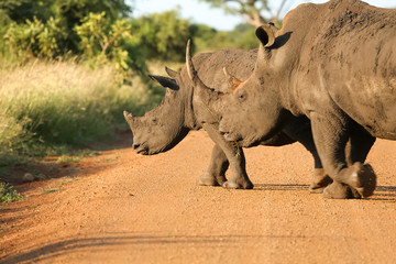 Obraz premium White rhinos roaming on the park road in golden late afternoon light, Kruger National Park, South Africa