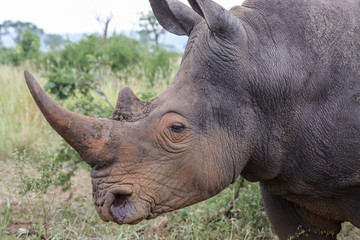 Obraz premium Close up portrait of a White rhino, Kruger National Park, South Africa