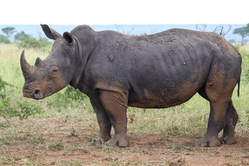 Close up shot of a White rhino, Kruger National Park, South Africa