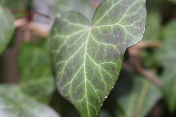 Feuille vue de prêt