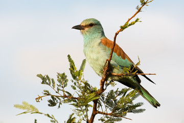 European Roller sitting on a branch, Kruger National Park, South Africa