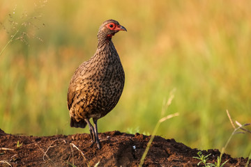 Swainson's Francolin in its natural habitat, Kruger National Park, South Africa