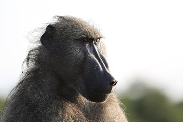 Close up portrait of a baboon, Kruger National Park, South Africa