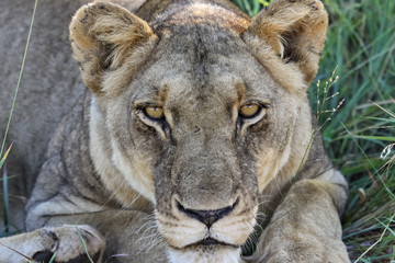 Close up portrait of lioness, Kruger National Park, South Africa