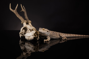 Dragon lizard with antlers