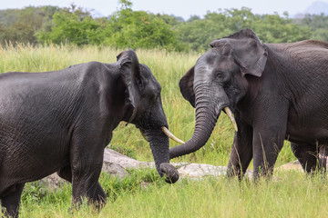 Two African elephants fighting each other in the green savanna of Kruger National Park, South Africa