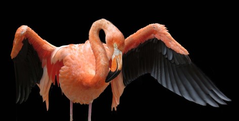 Flamingo showing off its wings - obrazy, fototapety, plakaty