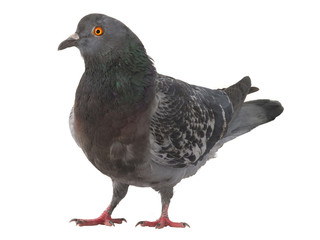  gray pigeon