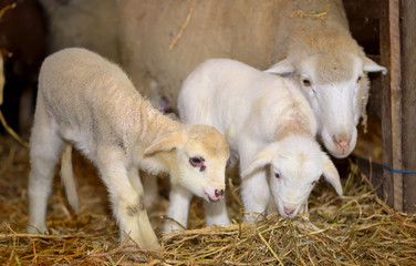 lambs in a stable