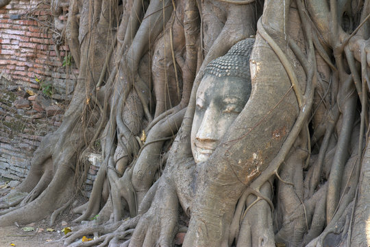 The head of sandstone budha head lying beneath a tree at Ayudhay