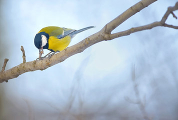 great tit on tree
