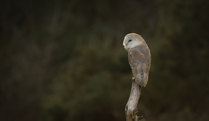 Barn Owl