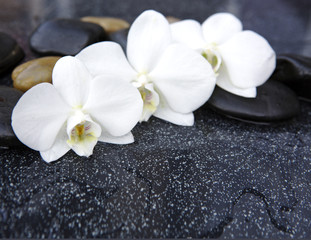 Naklejka na ściany i meble Three orchid flowers and stones.