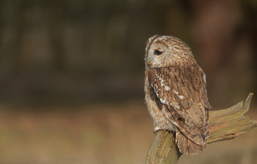 Tawny Owl 