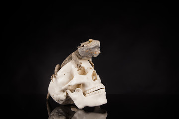 Agama brodata na czaszce © lucek616