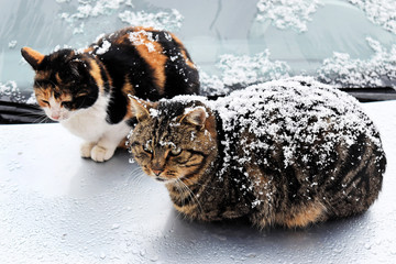 Stray cats in a snowy day